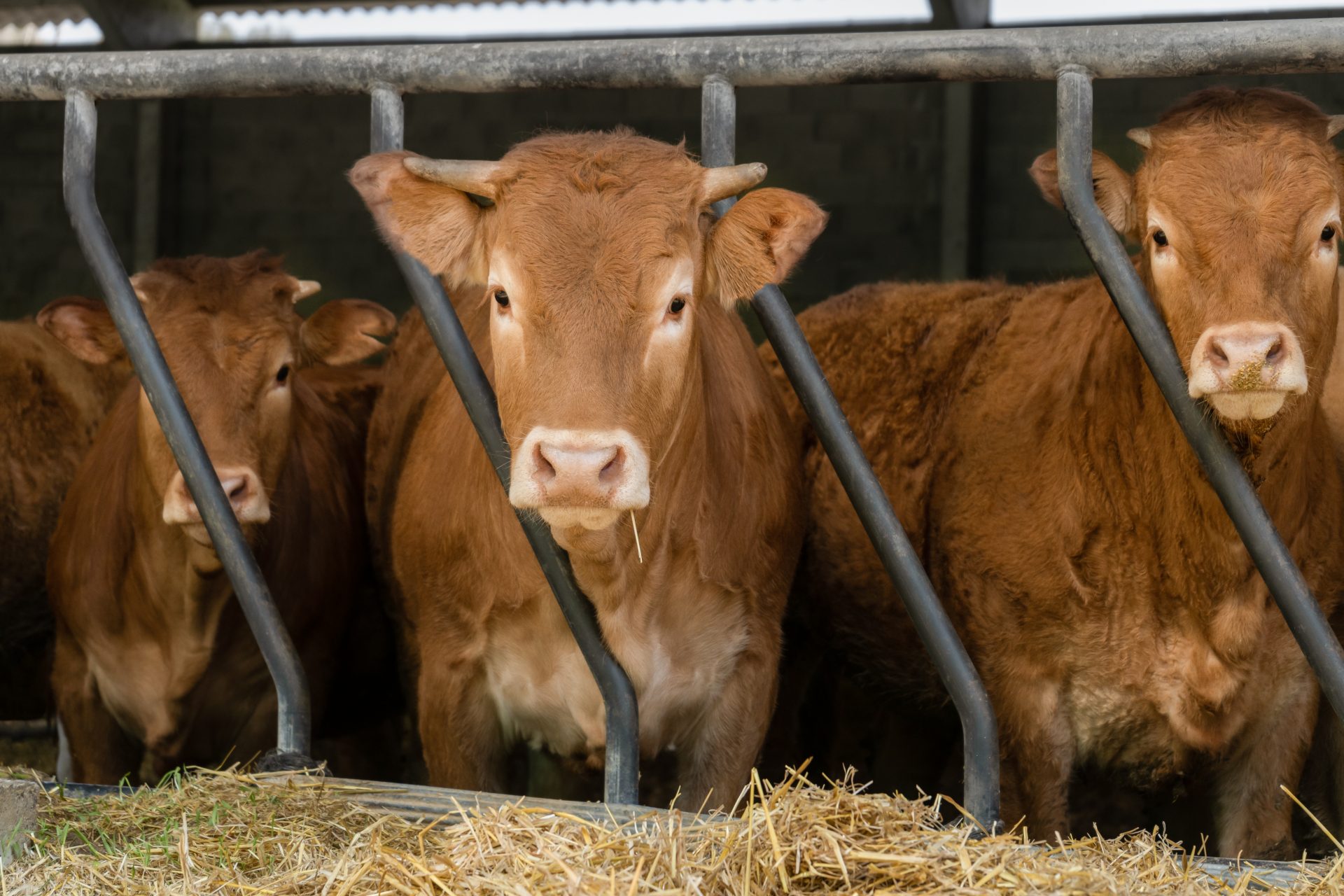 Scientists Developed A New Cattle Breed That Could Be A Game Changer   AA1jxbSn.img