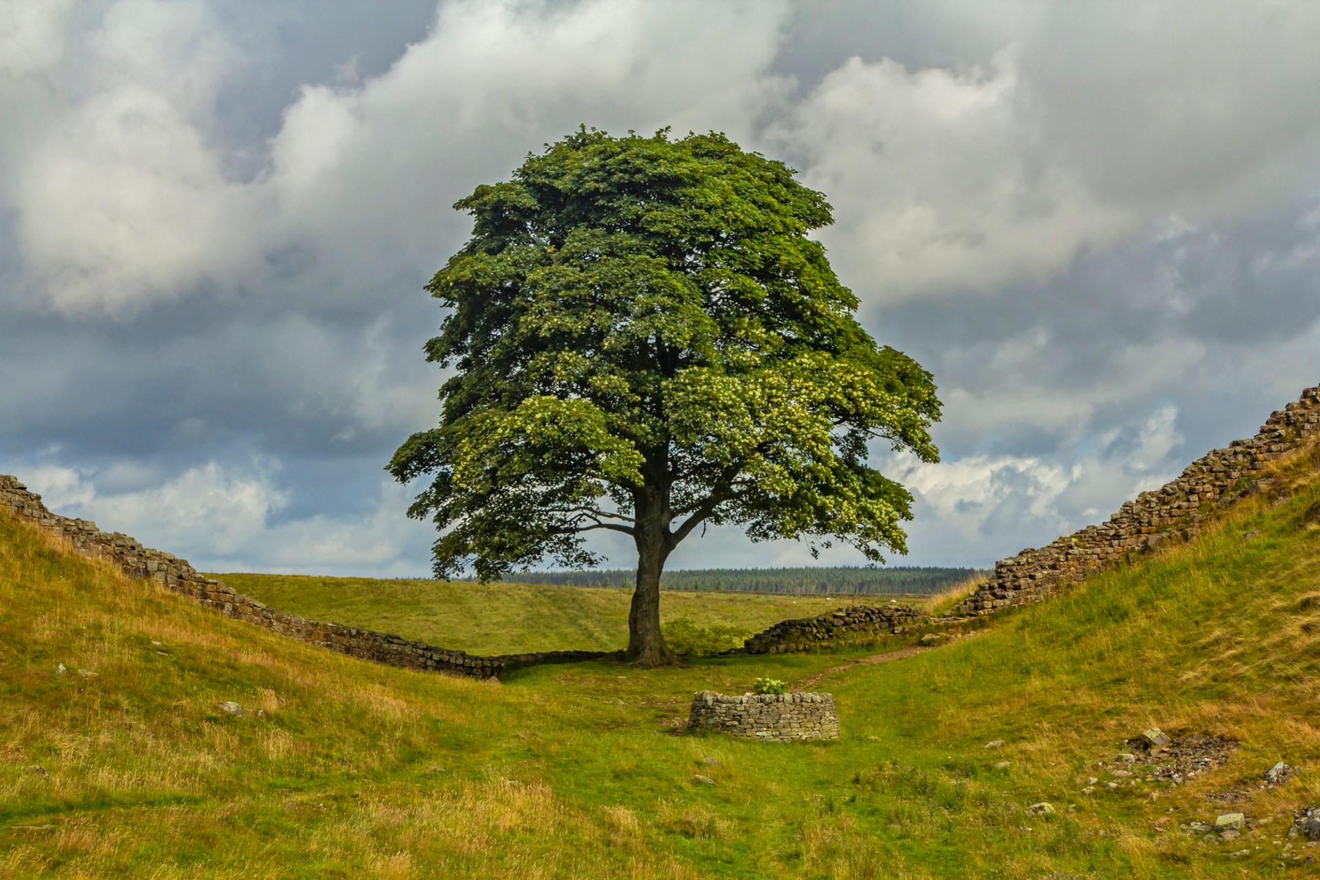 Tree well. Sycamore Row. Robin Lough. Kolli Hills. Robin Lough works.