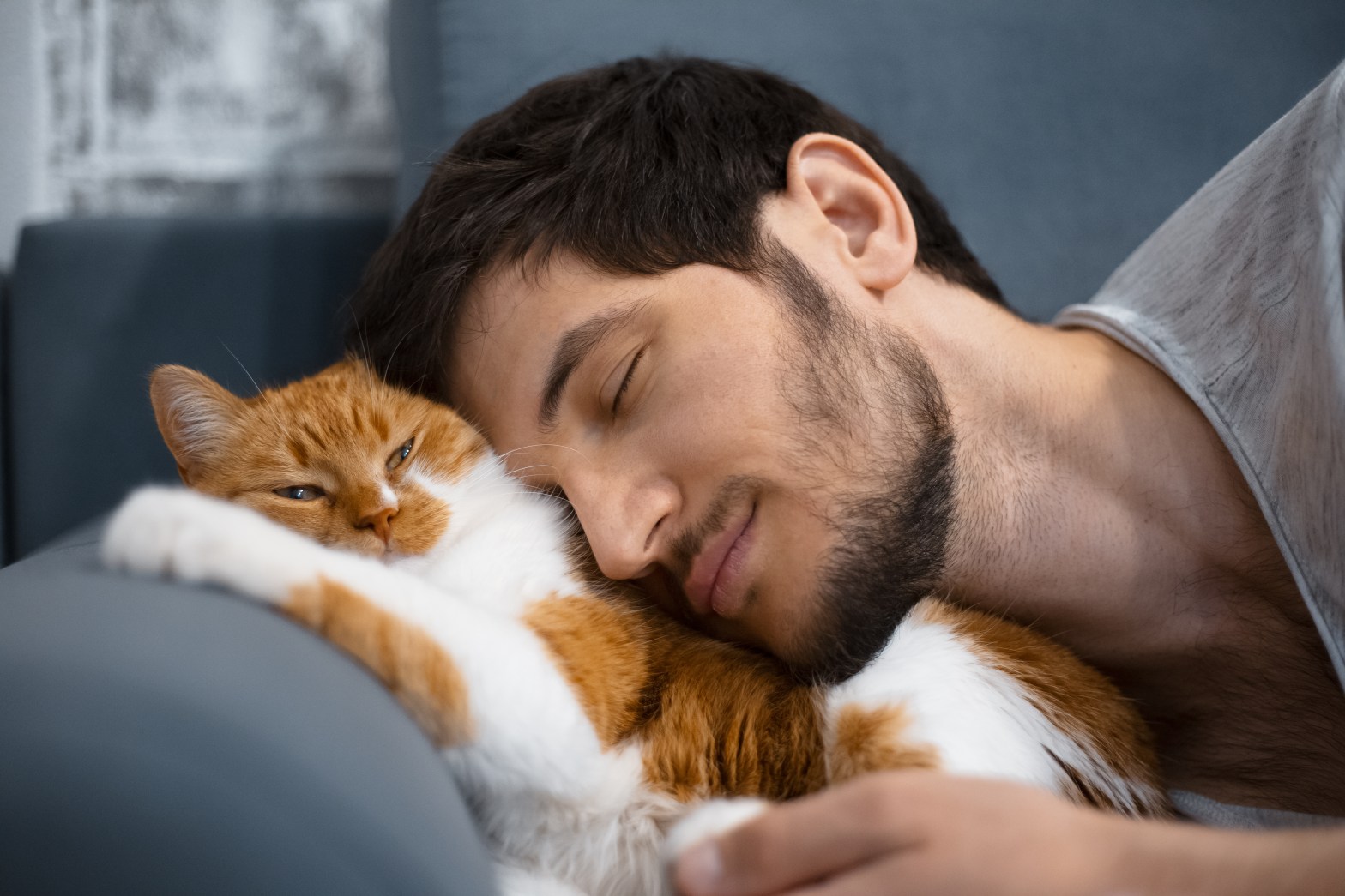 Petting men. Кошка и мужчина спят картинки. Man and Cat Dancing on Sofa.