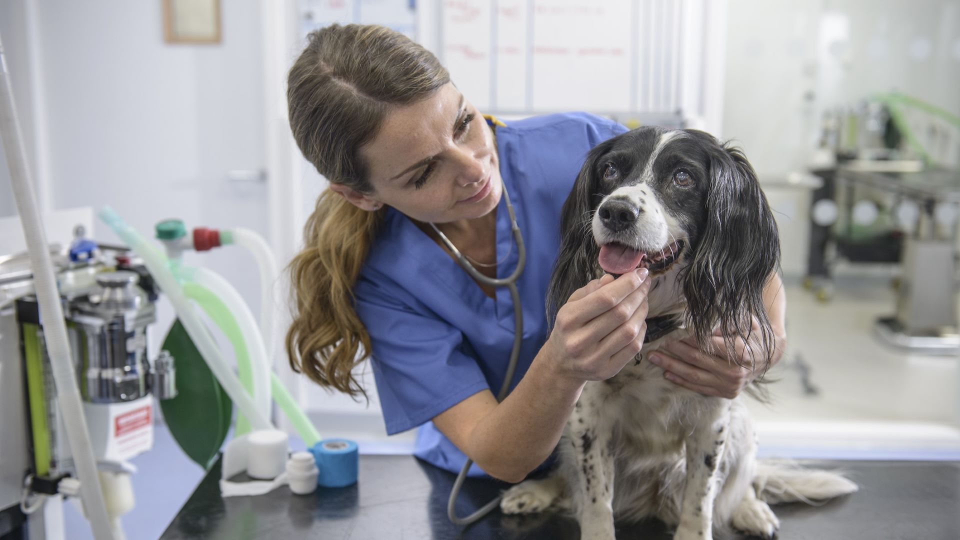 22 common dog diseases to keep an eye out for