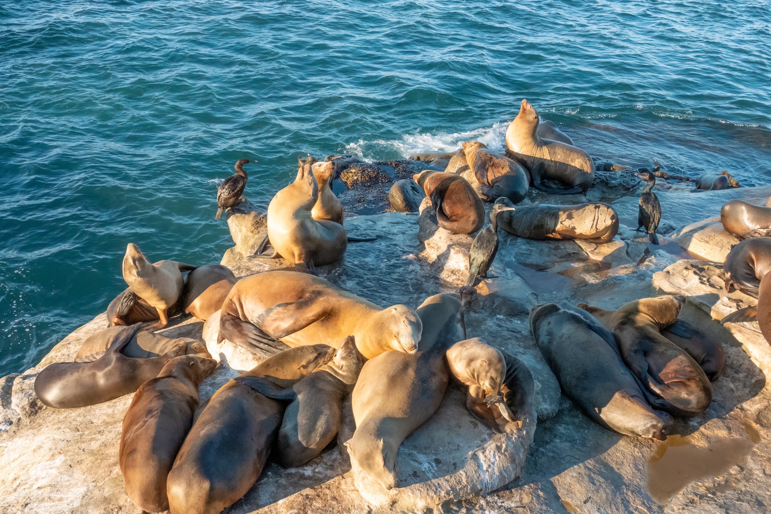 <p>Just outside San Diego is the cute little suburb of La Jolla. Home to a great cove and beach, you can also view sea lions sunbathing on the rocks down by the water most days. Just keep your distance, as they aren’t necessarily friendly.</p><p><a href='https://www.msn.com/en-us/community/channel/vid-cj9pqbr0vn9in2b6ddcd8sfgpfq6x6utp44fssrv6mc2gtybw0us'>Did you enjoy this slideshow? Follow us on MSN to see more of our exclusive lifestyle content.</a></p>