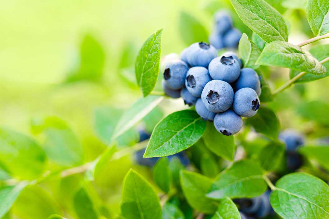microsoft, professional faqs: how much blueberries should one consume per day?