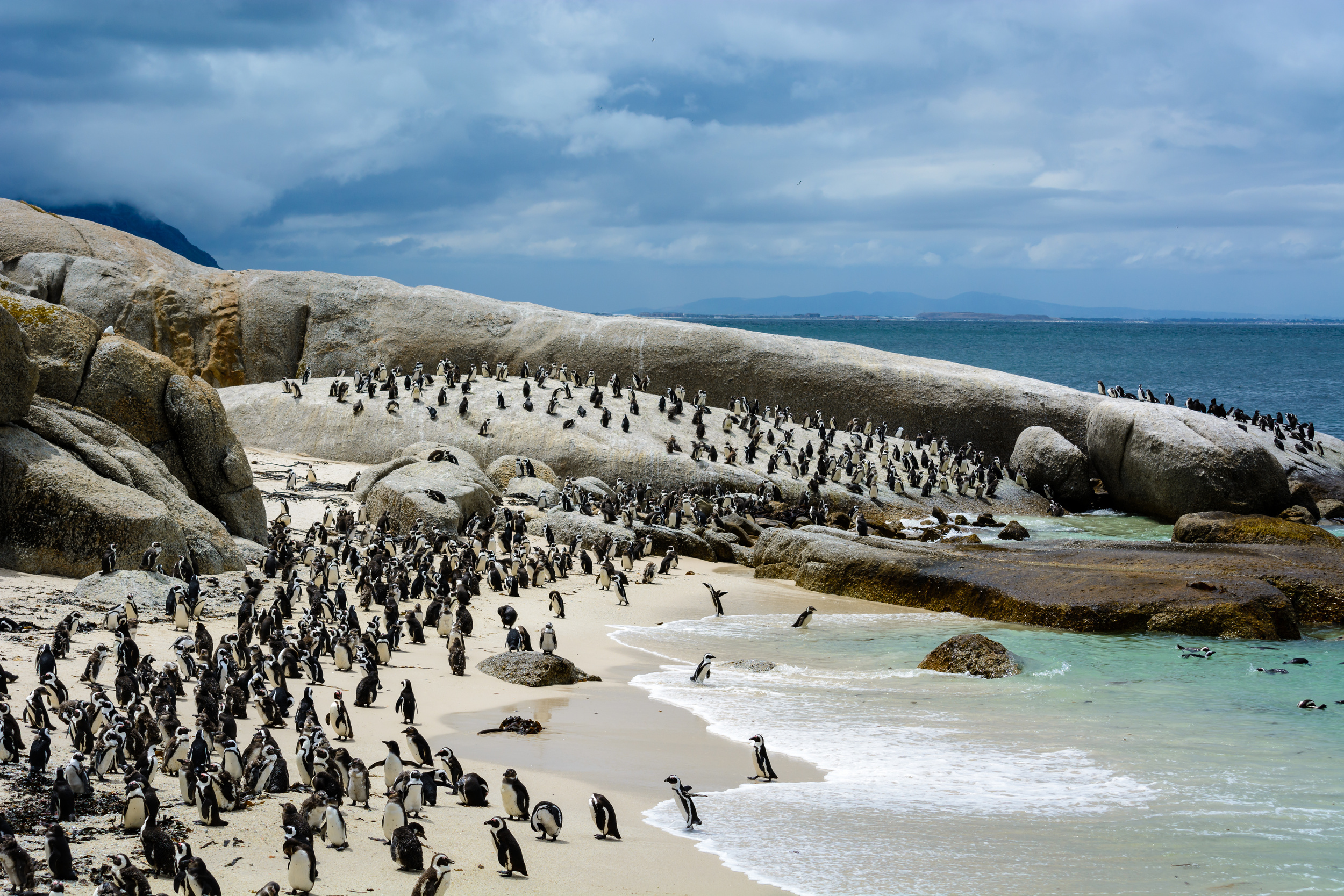 <p>Did you know that penguins don’t just live in the Antarctic? As southern hemisphere creatures, you’ll find cuties in various countries below the equator, including South Africa. Port Elizabeth is the best place to visit if you want to catch a glimpse of the cute African penguins, where they recently set up homes, thanks to the lack of predators.</p><p><a href='https://www.msn.com/en-us/community/channel/vid-cj9pqbr0vn9in2b6ddcd8sfgpfq6x6utp44fssrv6mc2gtybw0us'>Follow us on MSN to see more of our exclusive lifestyle content.</a></p>