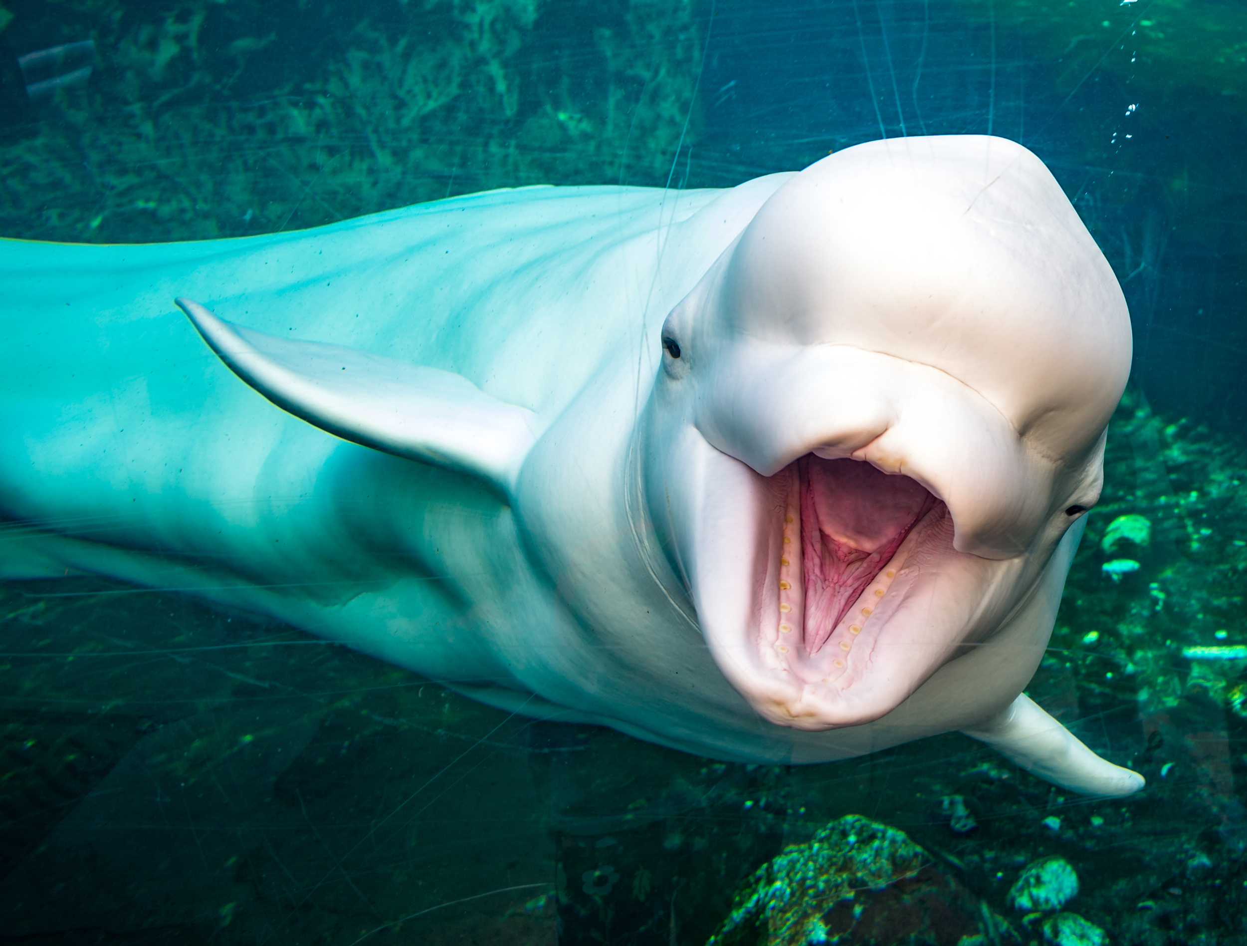 <p>The far north of a Canadian prairie province is probably more often associated with polar bears than marine life. But this is the best place in North America to see the adorable beluga whales. You can fly or take an overnight train from Winnipeg and then book a boat or kayak excursion to see the animals.</p><p><a href='https://www.msn.com/en-us/community/channel/vid-cj9pqbr0vn9in2b6ddcd8sfgpfq6x6utp44fssrv6mc2gtybw0us'>Follow us on MSN to see more of our exclusive lifestyle content.</a></p>
