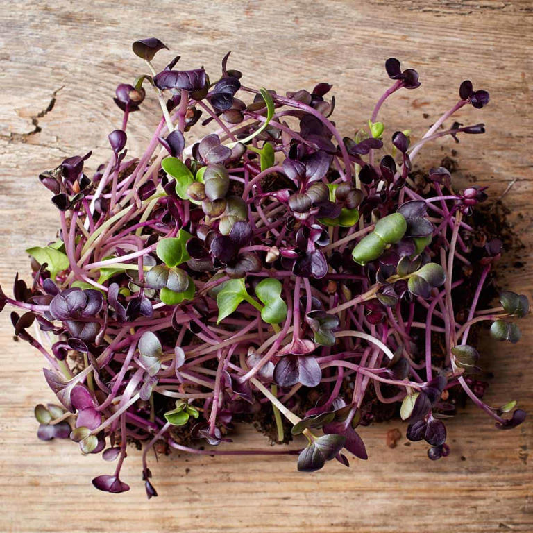 Microgreens 101: History, Benefits, & Types