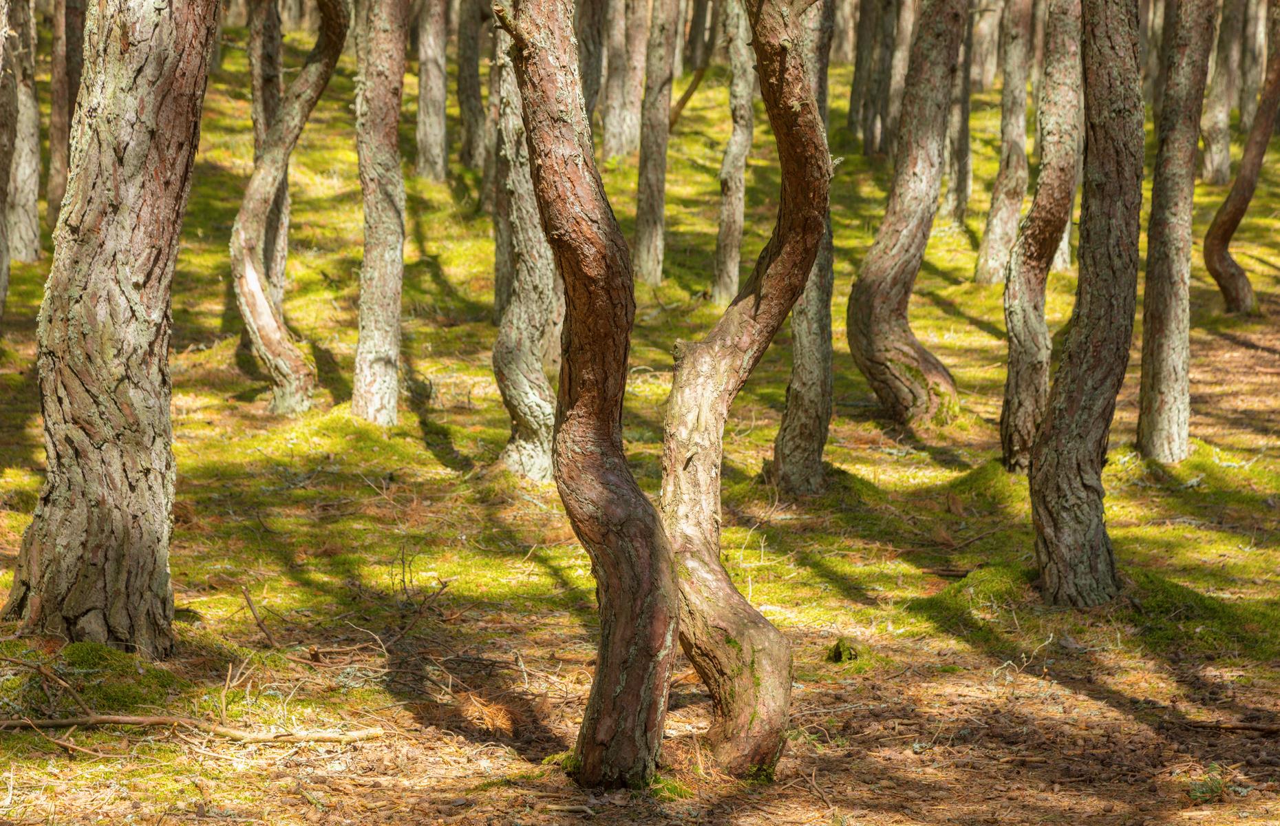 These Are The Most Amazing Woodlands In The World