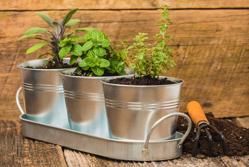 20 tips for growing a thriving herb garden