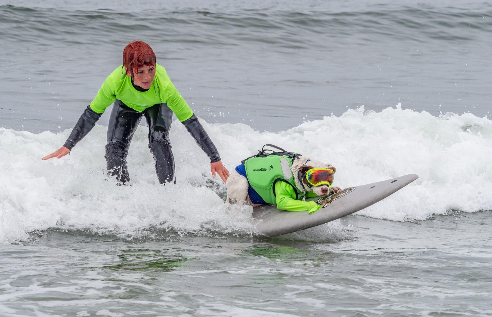 14 photos of surfing dogs to brighten up your day