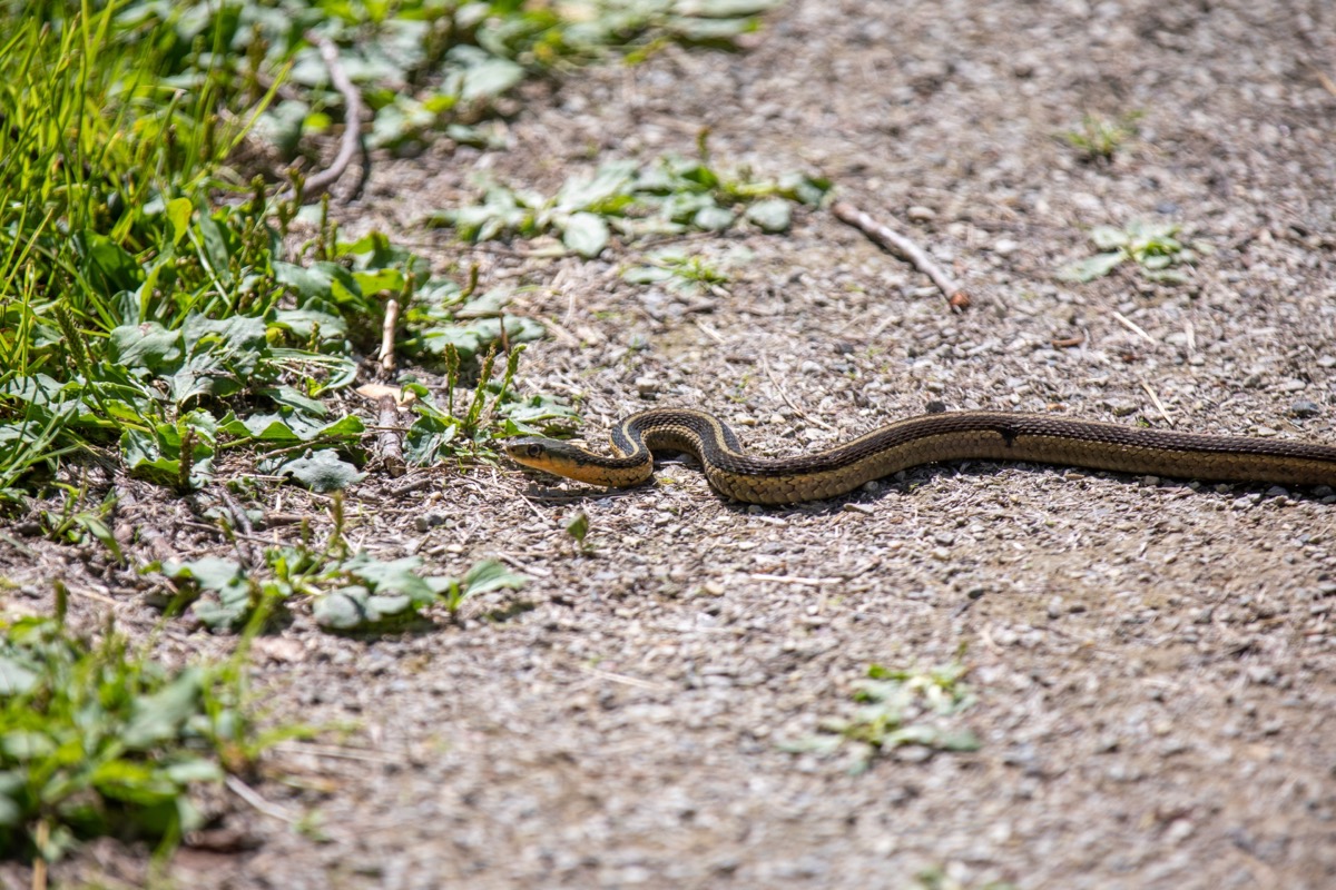 How To Spot Snake Holes In Your Yard—and What To Do If You Find Them