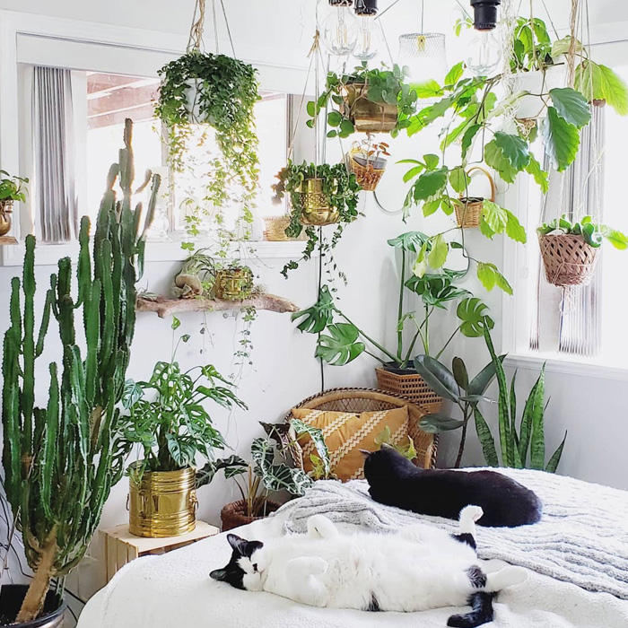 16 Hanging Plants For Greener Indoor