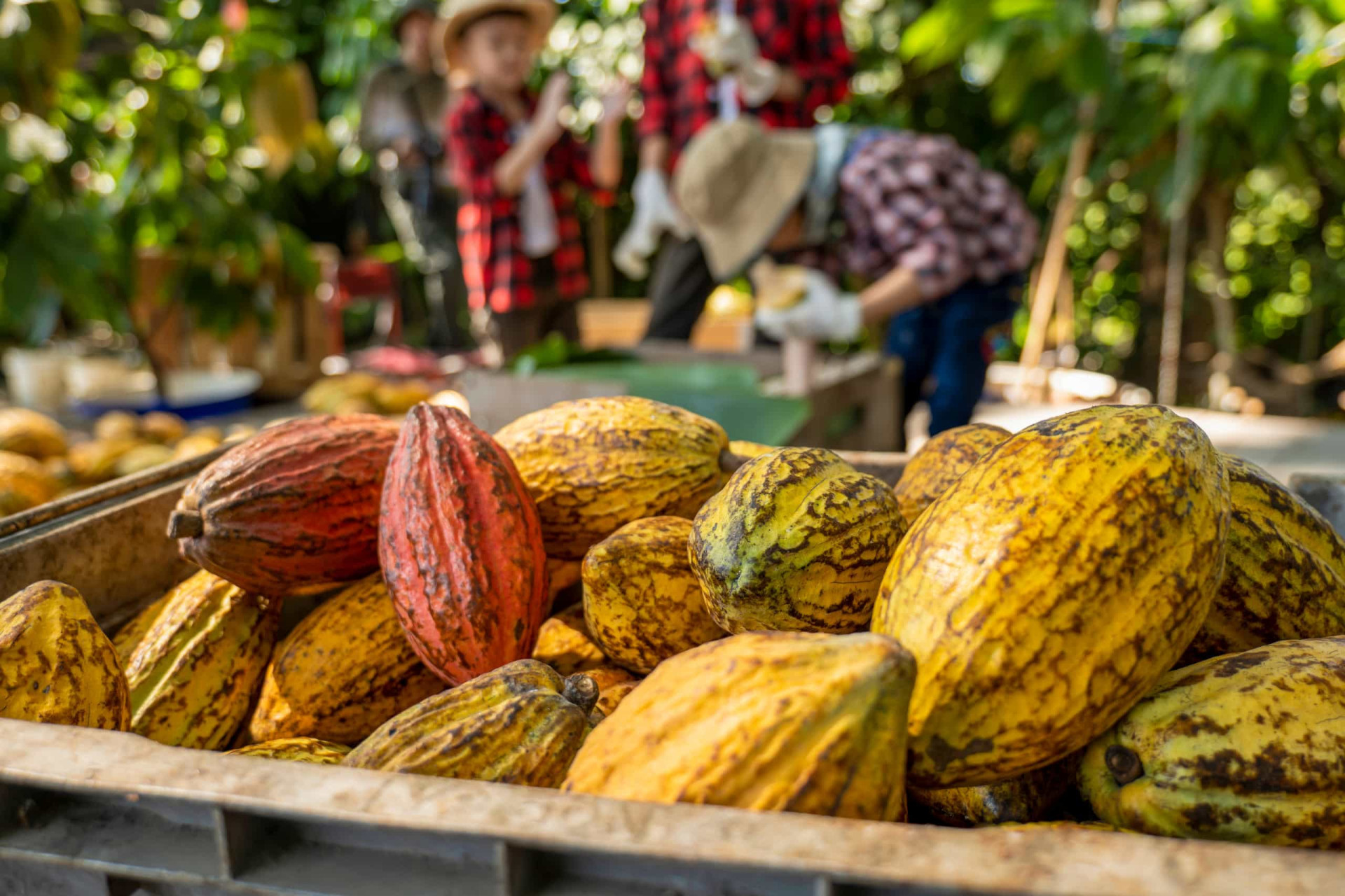 Is dark chocolate really better for us?