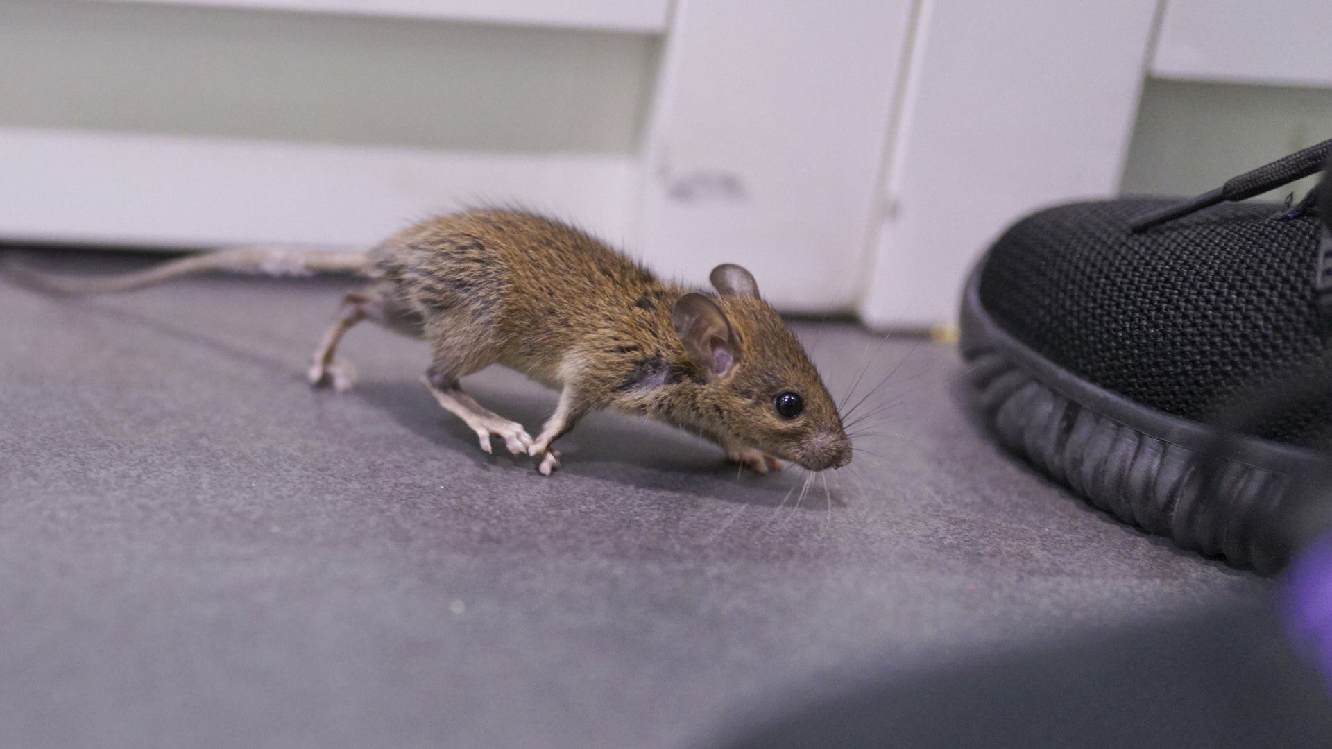 la planta que ayuda a ahuyentar las ratas y los ratones de forma natural