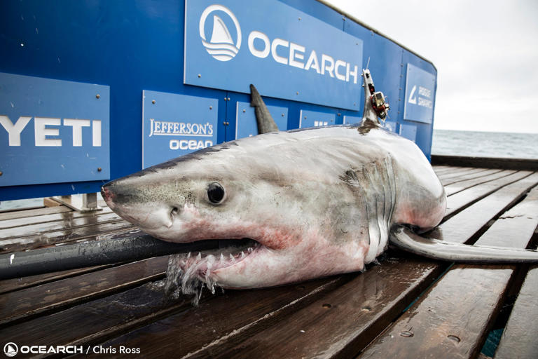 10-foot great white shark 'Rose' tracked off Florida's Treasure Coast ...