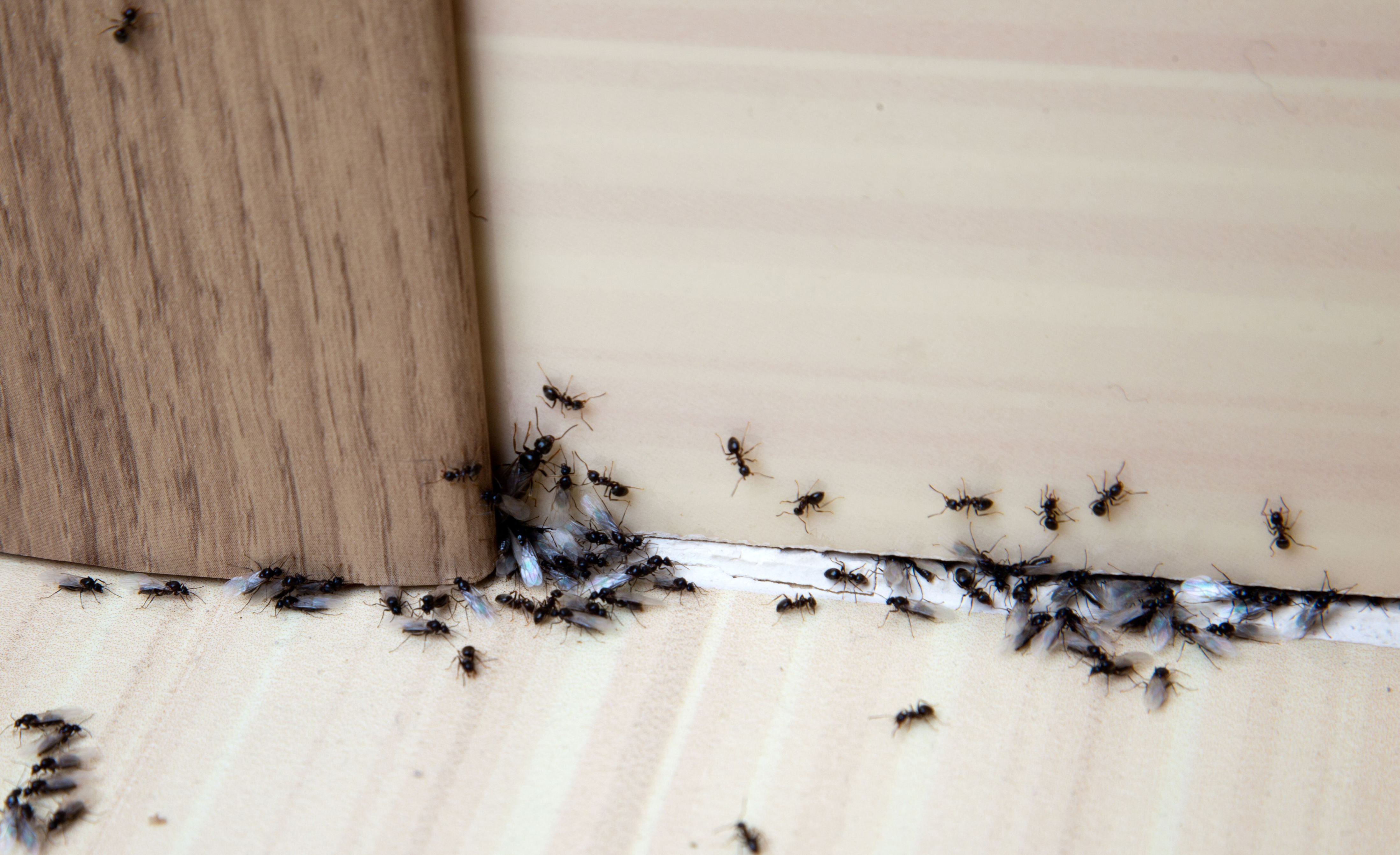 ¿cómo preparar un cebo casero para atrapar hormigas?