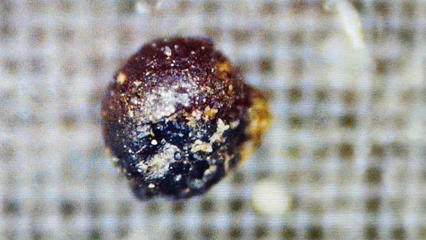 A close-up of one of the 'anomalous' metal spherules pulled from the Pacific Ocean in June 2023. Objects like these are abundant and nearly impossible to trace.