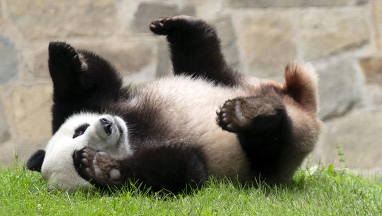 Giant panda Xiao Qi Ji plays at his enclosure at the Smithsonian National Zoo in Washington, on Sept. 28, 2023.