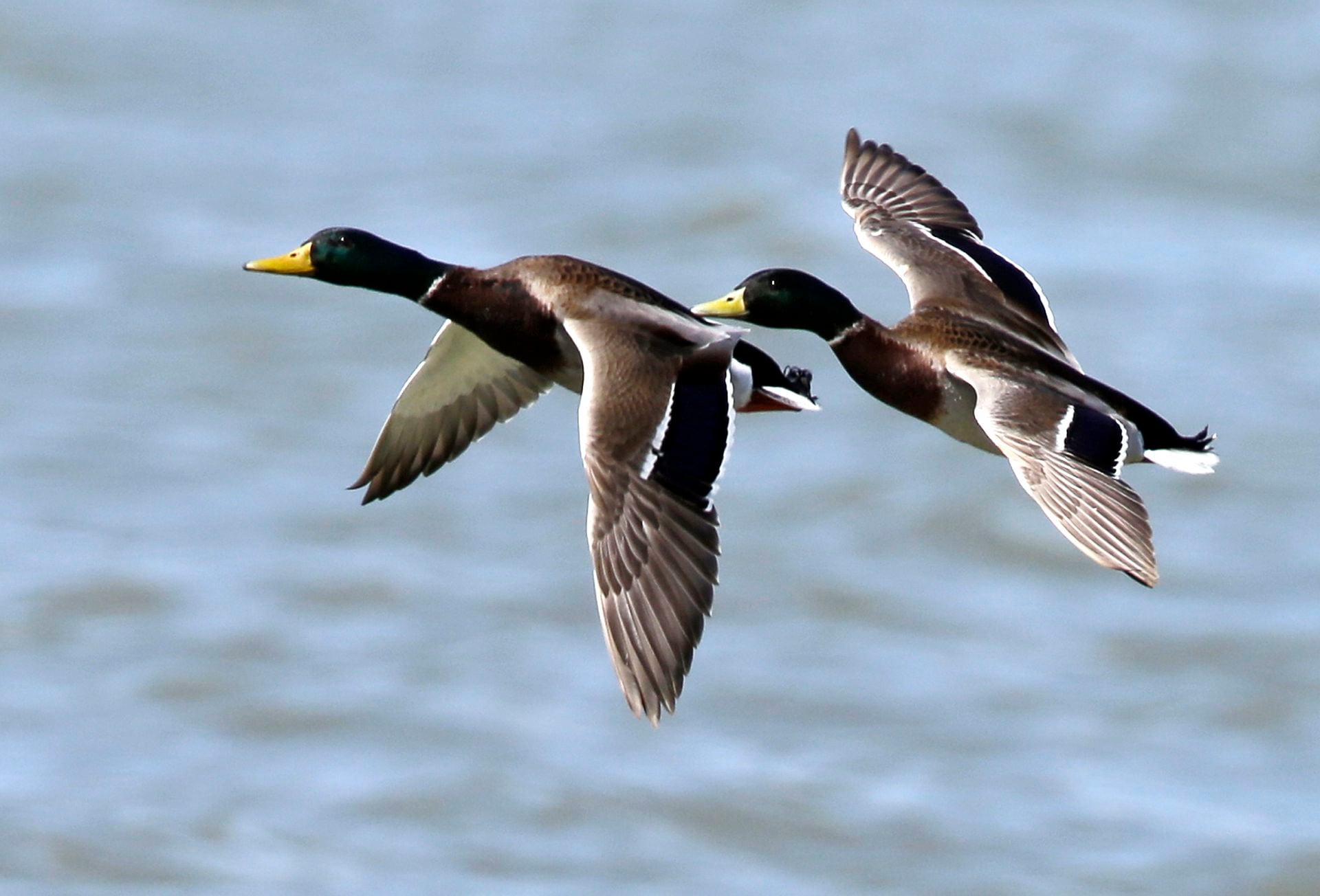 duck hunting season texas        
        <figure class=