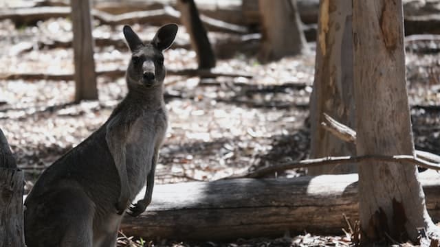 <p>The park provides a great experience for wildlife biologists as it is home to many unique and one-of-its-kind animals, such as wallabies, migratory <a class="wpil_keyword_link" href="https://www.animalsaroundtheglobe.com/birds/" title="birds">birds</a>, bandicoots, echidnas, and most importantly, kangaroos. <br><br>The most obvious species of kangaroo that you will find here is the eastern gray kangaroo.</p> <p>The next place where you can easily find kangaroos is <a href="https://www.visitmelbourne.com/regions/melbourne/see-and-do/nature-and-wildlife/national-parks-and-reserves/woodlands-historic-park"><strong>Woodlands Historical Park</strong></a>, Australia, adjacent to Melbourne's Tullamarine Airport. </p>