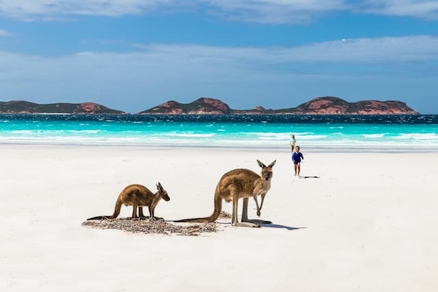 <p>What can be more guaranteed to see kangaroos than a place named Kangaroo? <br><br>Usually, places are named after their biggest specifications, Kangaroo Island, the home of kangaroos is one of them. </p> <p>This island is no less than the main headquarters of kangaroos. Also, it is the third largest island in Australia and is known as Karta Pintingga. Location-wise, Kangaroo Island is tracked down around the right miles of Southern Adelaide, Australia. <br><br>Overall, the island is ideal for seeing wondrous wildlife, including sea lions, seals, <a class="wpil_keyword_link" title="koalas" href="https://www.animalsaroundtheglobe.com/where-you-can-see-koalas/">koalas</a>, and most importantly, kangaroos. <br><br>Moreover, this island is considered a bonanza for nature lovers and wildlife biologists as the island offers plenty of native wildlife and jaw-dropping coastal sightseeing and farmlands. </p> <p>In fact, tourists and ecologists claim that no adjective would justify this island’s beauty. The island is so serene and exotic. <br><br>As its name hints, the place is packed with a diversity of kangaroos, making it a kangaroo lover’s goldmine. Visiting this place means seeing plenty of <a href="https://www.animalsaroundtheglobe.com/kangaroo-insists-on-daily-couch-cuddles/">kangaroos basking in the sun as a daily</a> ritual. </p>