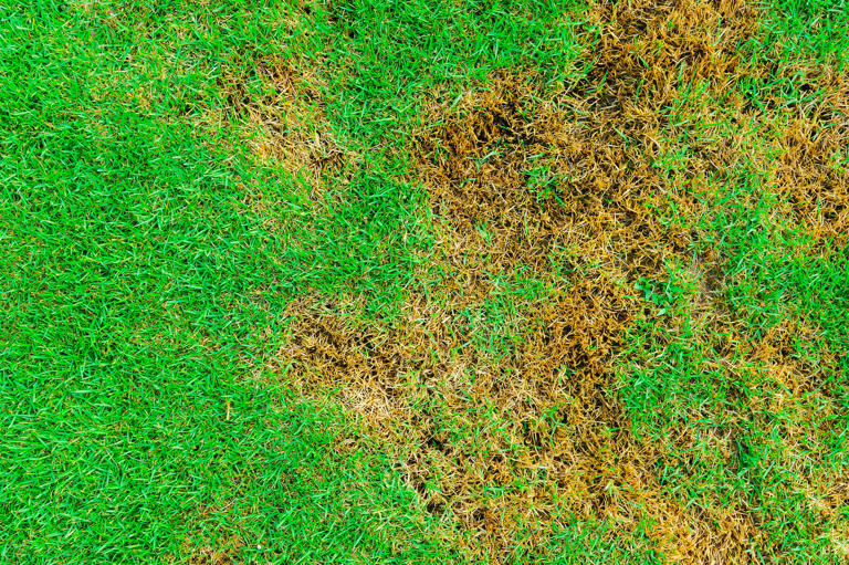 Treat Brown Patch Lawn Disease in 5 Easy Steps