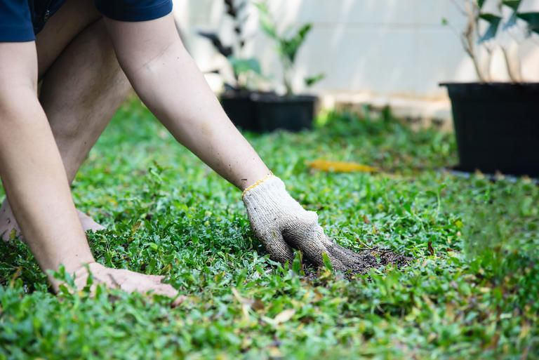 Treat Brown Patch Lawn Disease in 5 Easy Steps