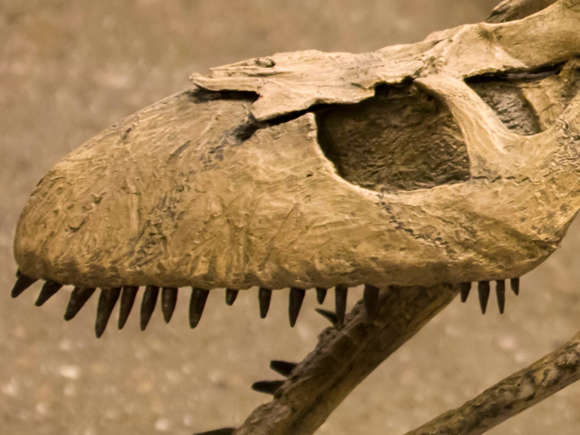 Plesiosaurus-fossielen