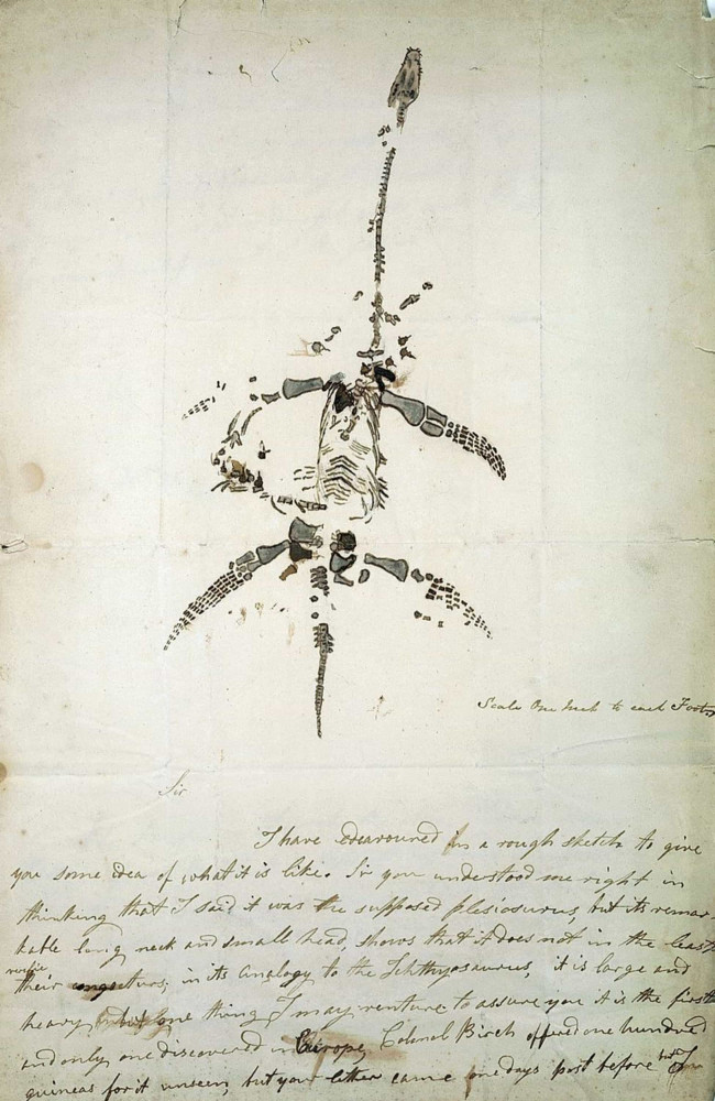 Initi&euml;le skeletten van plesiosaurussen