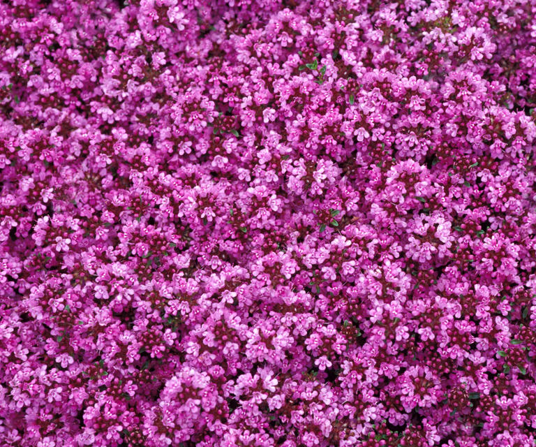 How to grow a red creeping thyme lawn an easycare alternative to