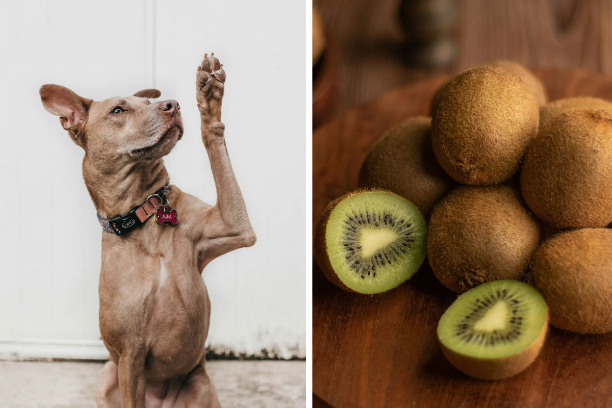 Can Dogs Eat Kiwi? Pros and Cons