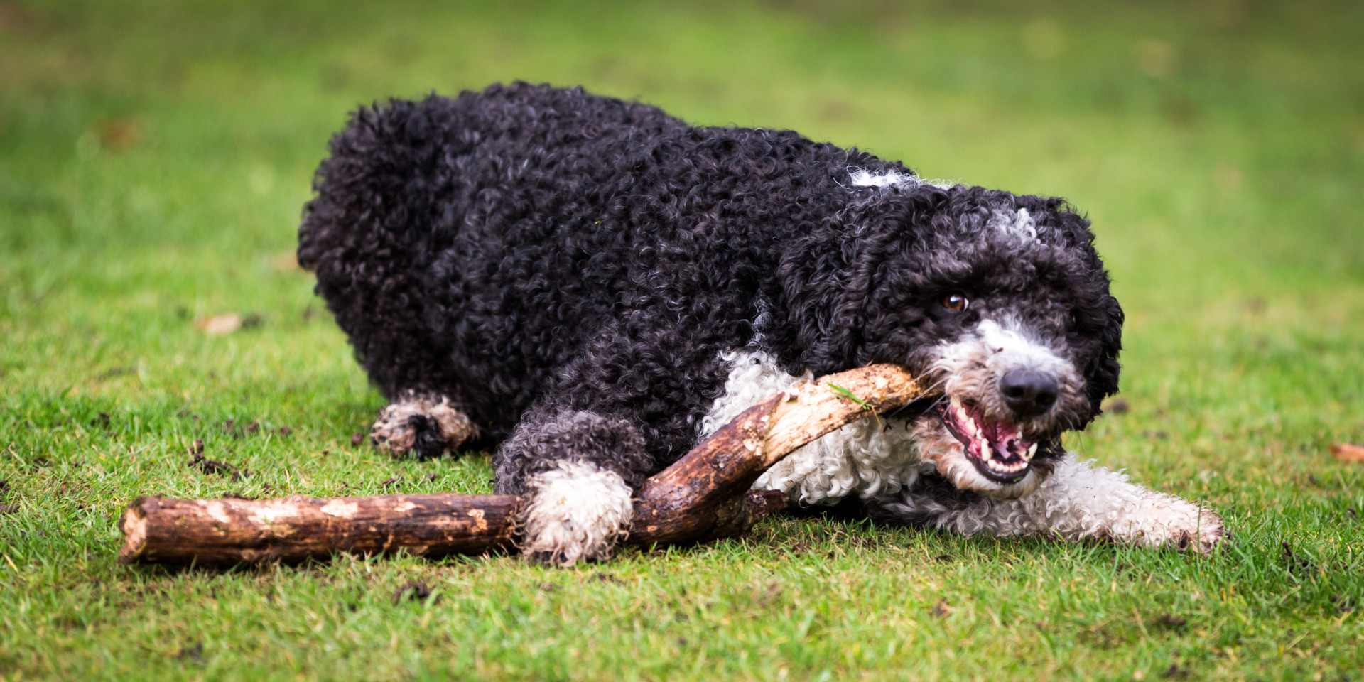 100-unique-name-ideas-for-your-pet-dog