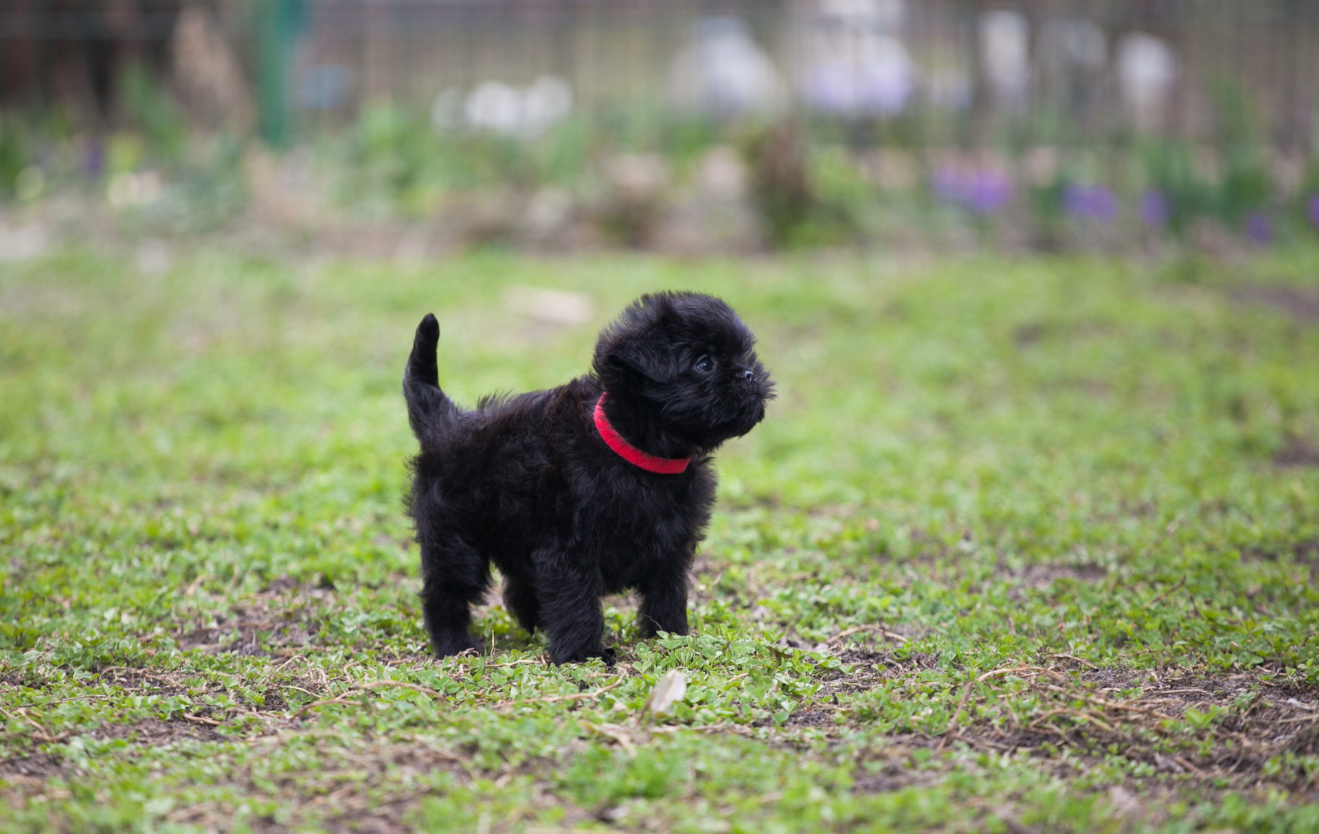 100-unique-name-ideas-for-your-pet-dog