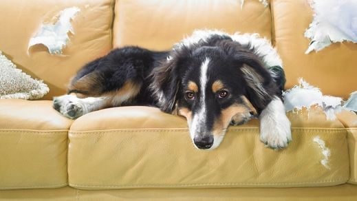 Common dog behavior problems and solutions