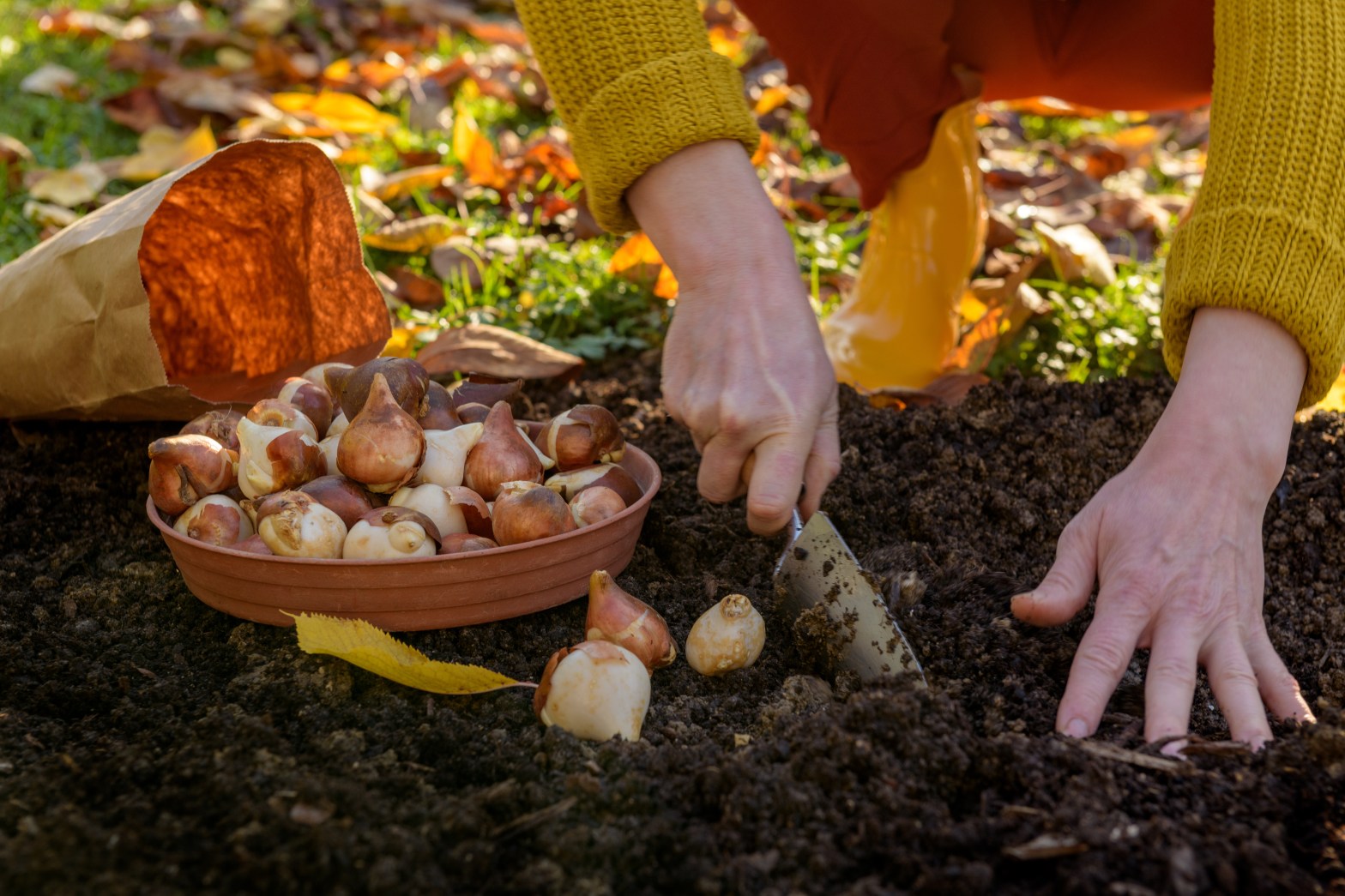 Blumenzwiebeln Im Herbst Pflanzen: Das Musst Du Dabei Beachten