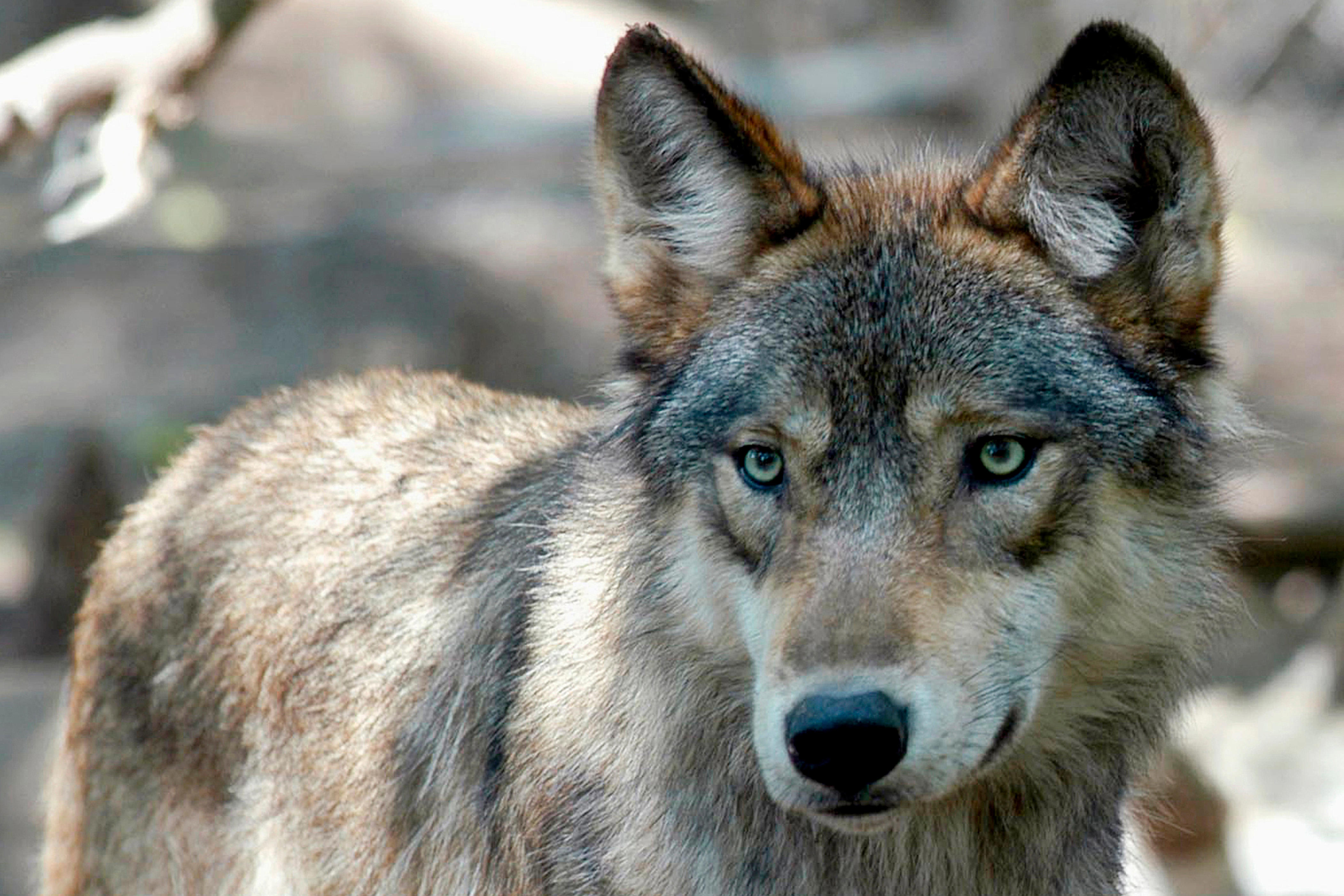 Dangerous predators on the loose: Why this state plans to release