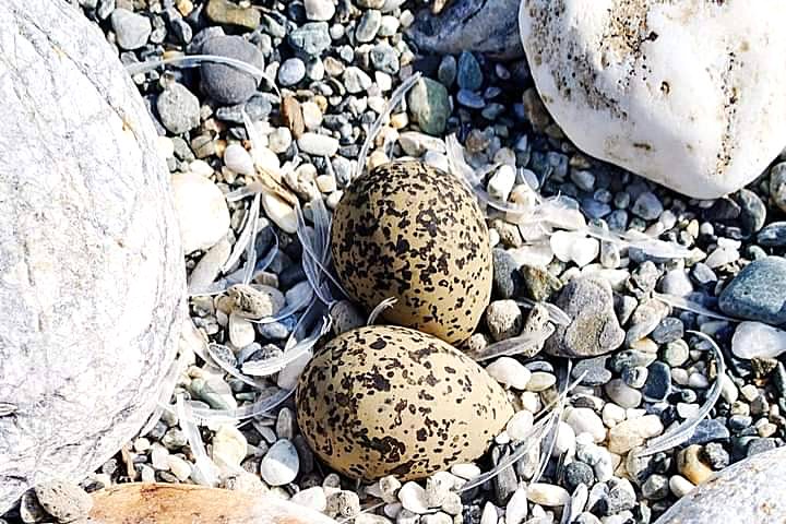 在沙灘上發現鳥蛋（照片提供／荒野保護協會）