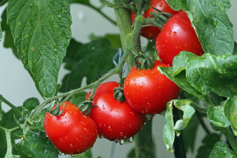 grim warning for brits not to eat tomatoes this december and new year