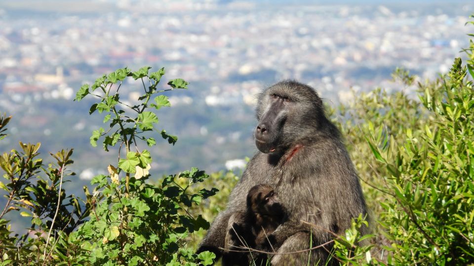 how cape town is learning to live with baboons