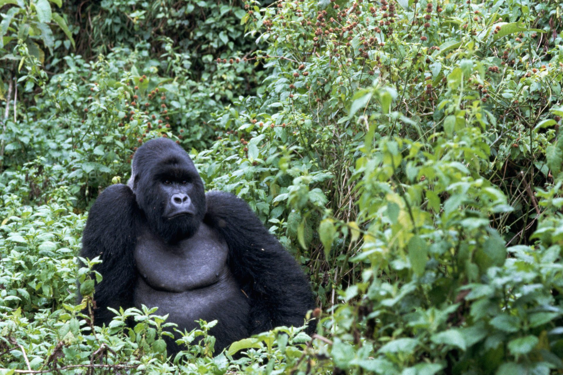 Mesmerizing jellyfish that look like they're from outer space