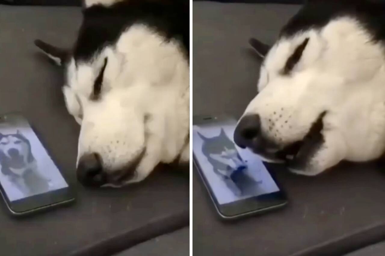 vídeo hilário: cães huskies siberianos falam ao celular de maneira extremamente dolorosa