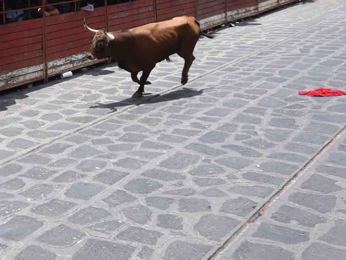 ¡ahí viene el toro! deambula por calles de pachuca y causa pánico