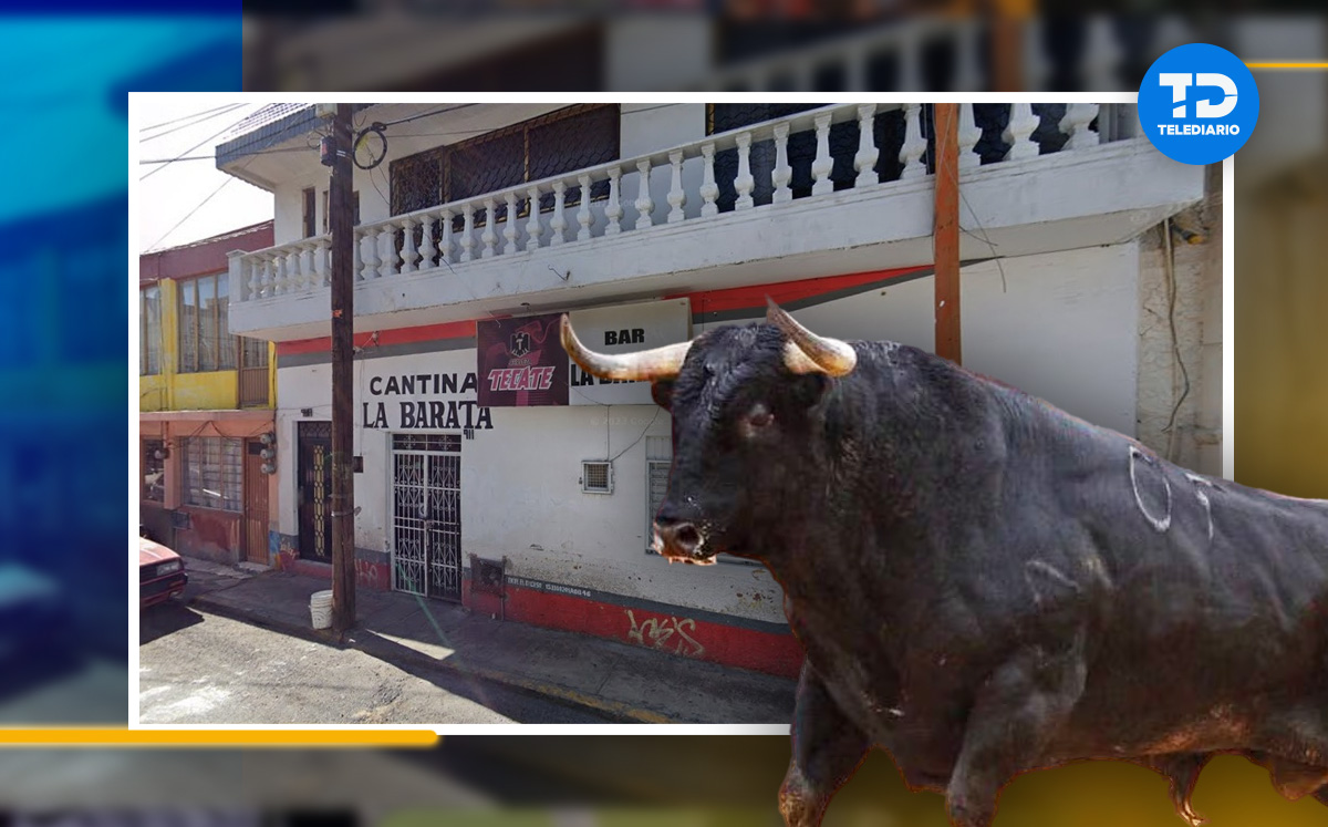 captan a toro deambulando en calles de pachuca | video