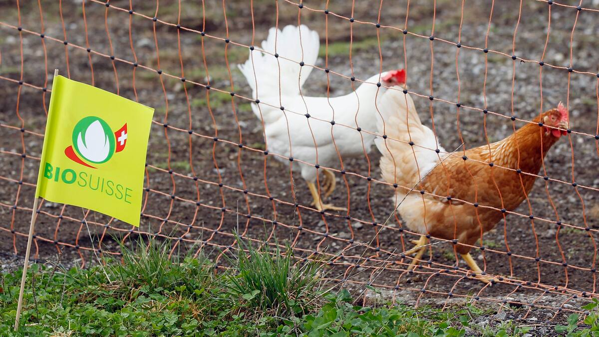 nach pleite von eierhändlerin: tausenden bio-hühnern droht die schlachtbank