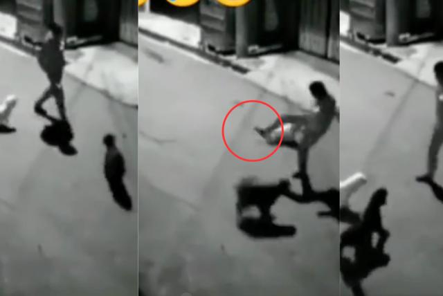 (video) ¡karma!: hombre intentó patear a un perro de la calle, pero su suerte cambió