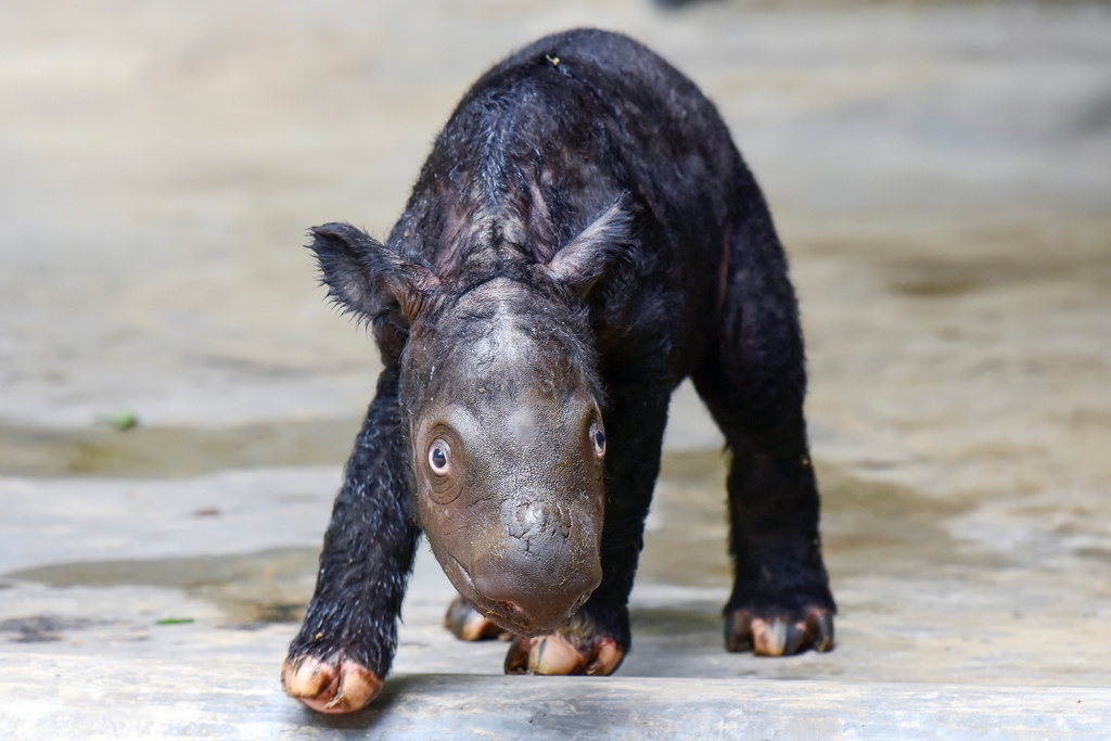 utrotningshotad noshörning född i indonesien