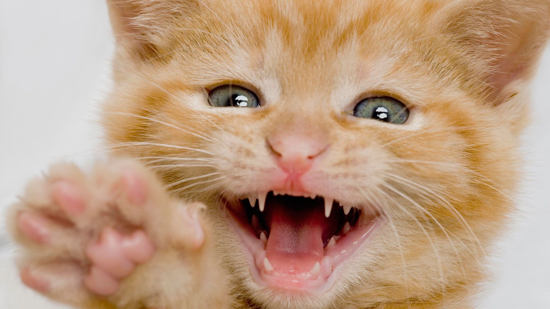 <p>                     Cats are born with fewer teeth than they eventually have as adults, starting off with 26 milk teeth which are replaced by 30 adult teeth once the cat reaches maturity. Cats use their teeth for grooming as well as hunting and eating, so they have a variety of shapes and sizes of teeth in their mouths.                   </p>