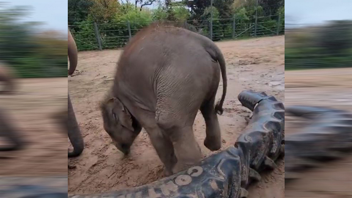αξιολάτρευτο βίντεο: αδέξιο ελεφαντάκι σκοντάφτει στα ίδια του τα πόδια