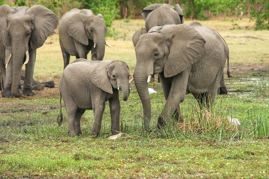elephants trample on axia with family of three inside
