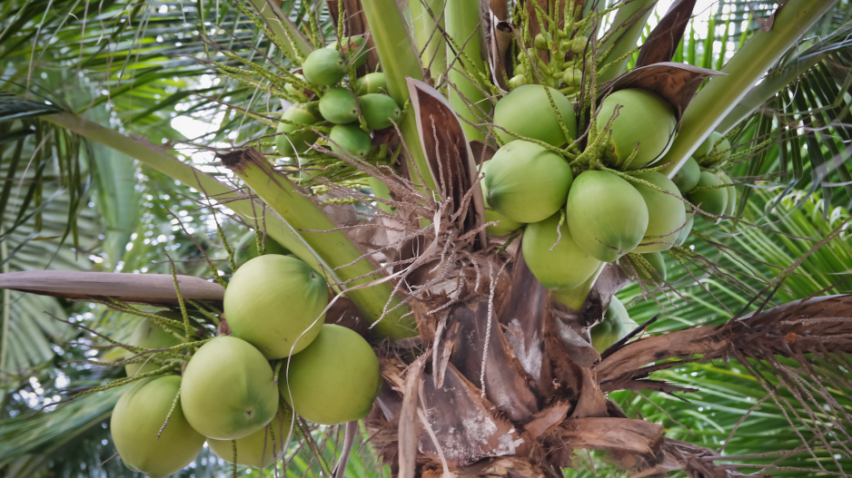 proč vám kokosová palma doma neporoste: důvody, které vám obchodníci neřekli