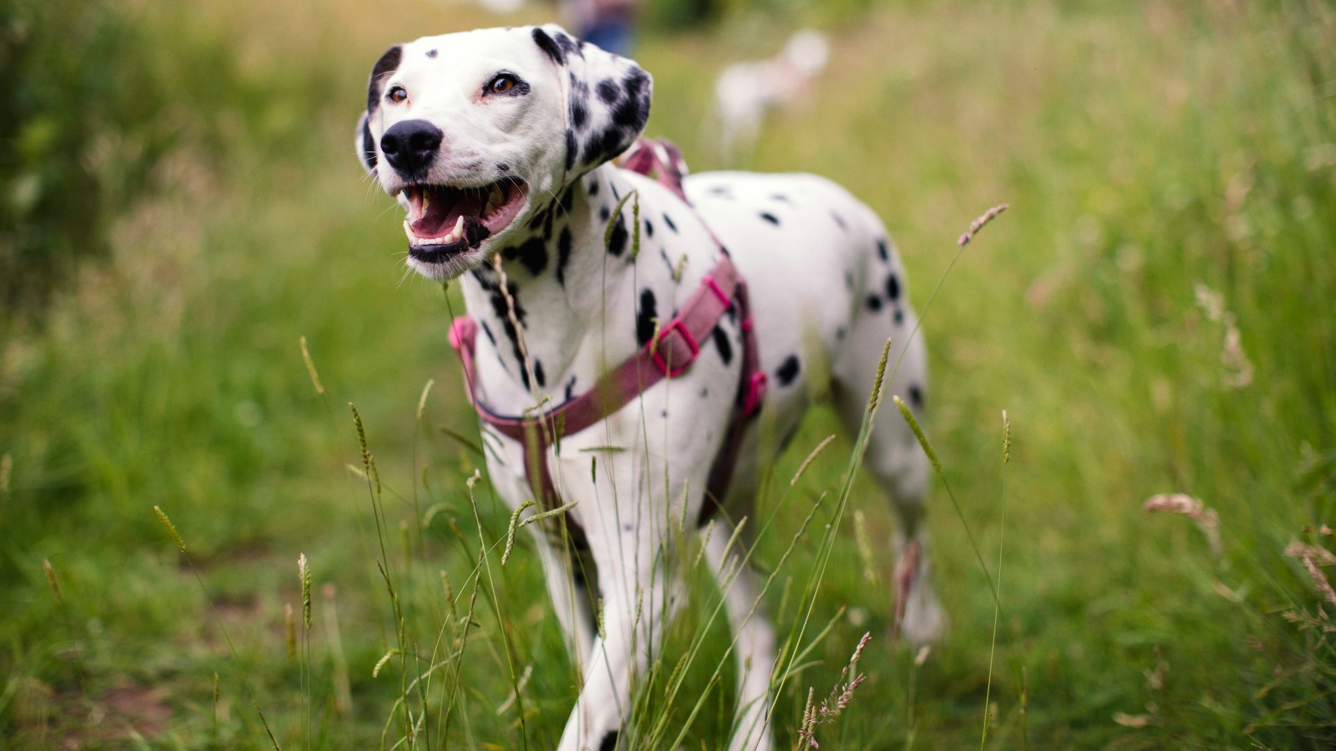 <p>                     5%-8% of Dalmatians are born deaf in both ears, while somewhere between 15%-30% are born with deafness in one ear. Oddly, they are usually born with normal hearing but develop deafness within a few weeks due to a genetic issue that is tied to their beautiful spotty coats, according to the <a href="https://www.ufaw.org.uk/dogs/dalmatian-deafness" rel="nofollow">Universities Federation for Animal Welfare.</a>                    </p>
