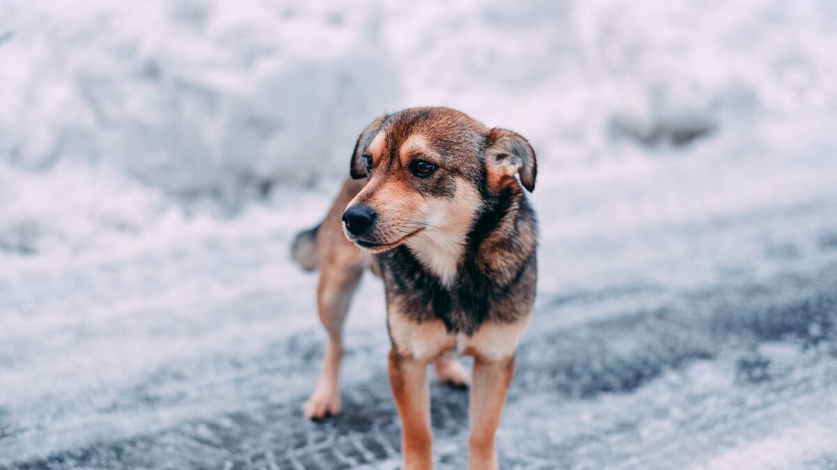 hond ontdekt voor het eerst sneeuw: 11 miljoen internetgebruikers zijn geboeid door zijn reactie (video)